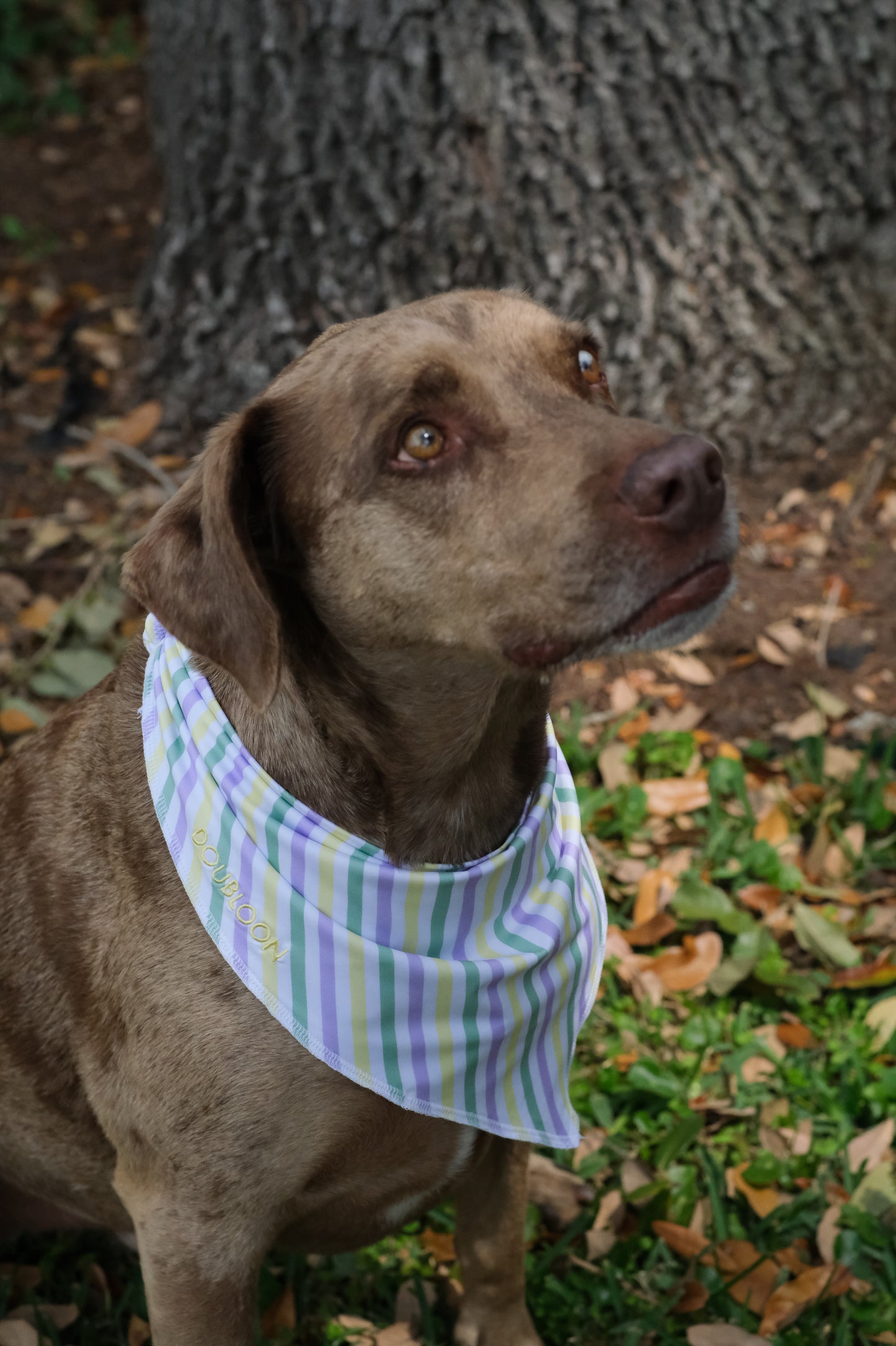 Dog Bandana