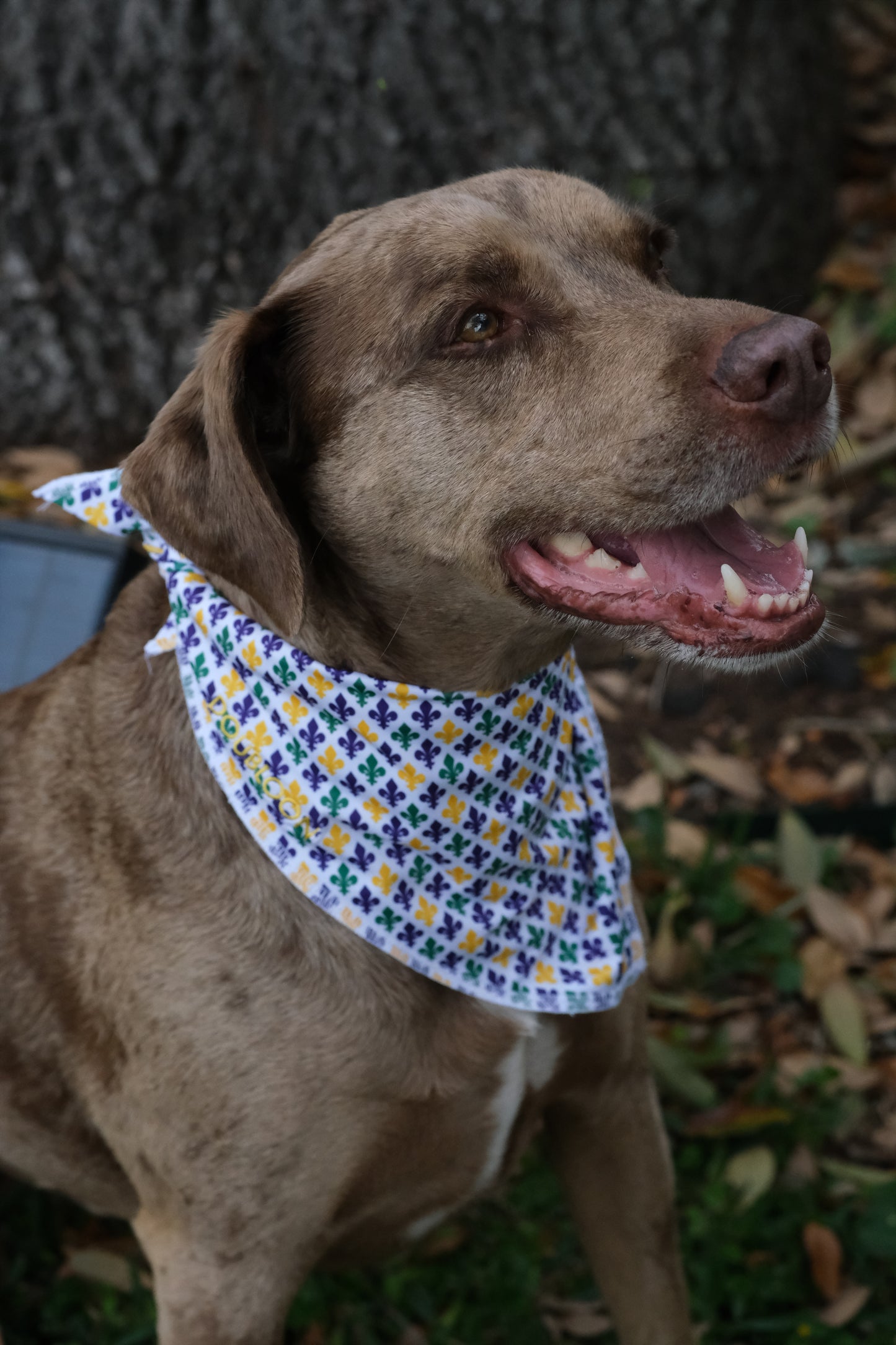 Dog Bandana