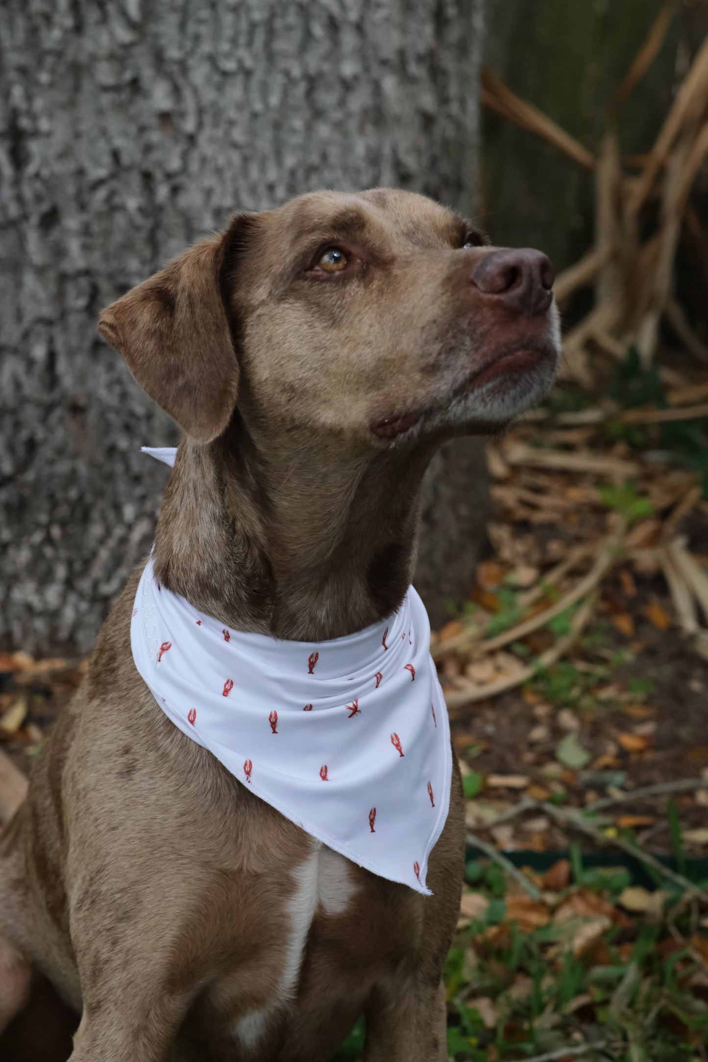 Dog Bandana