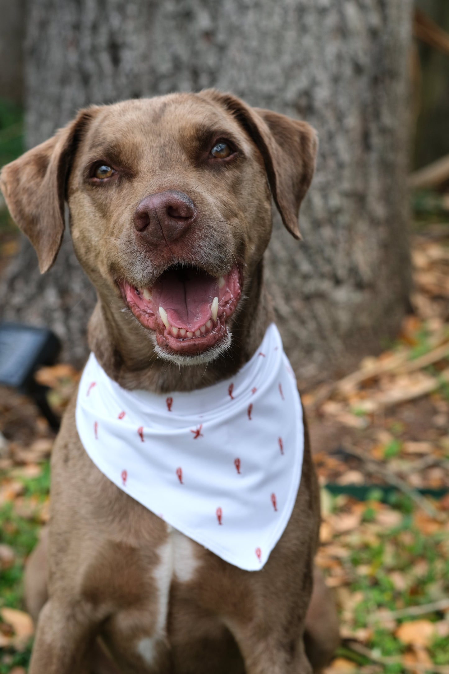 Dog Bandana