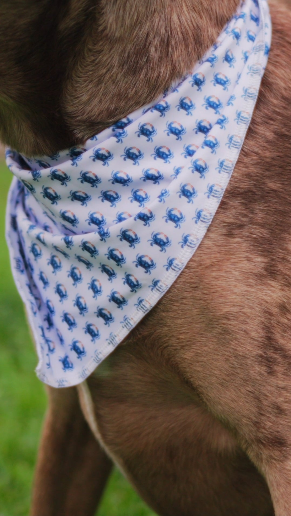 Dog Bandana