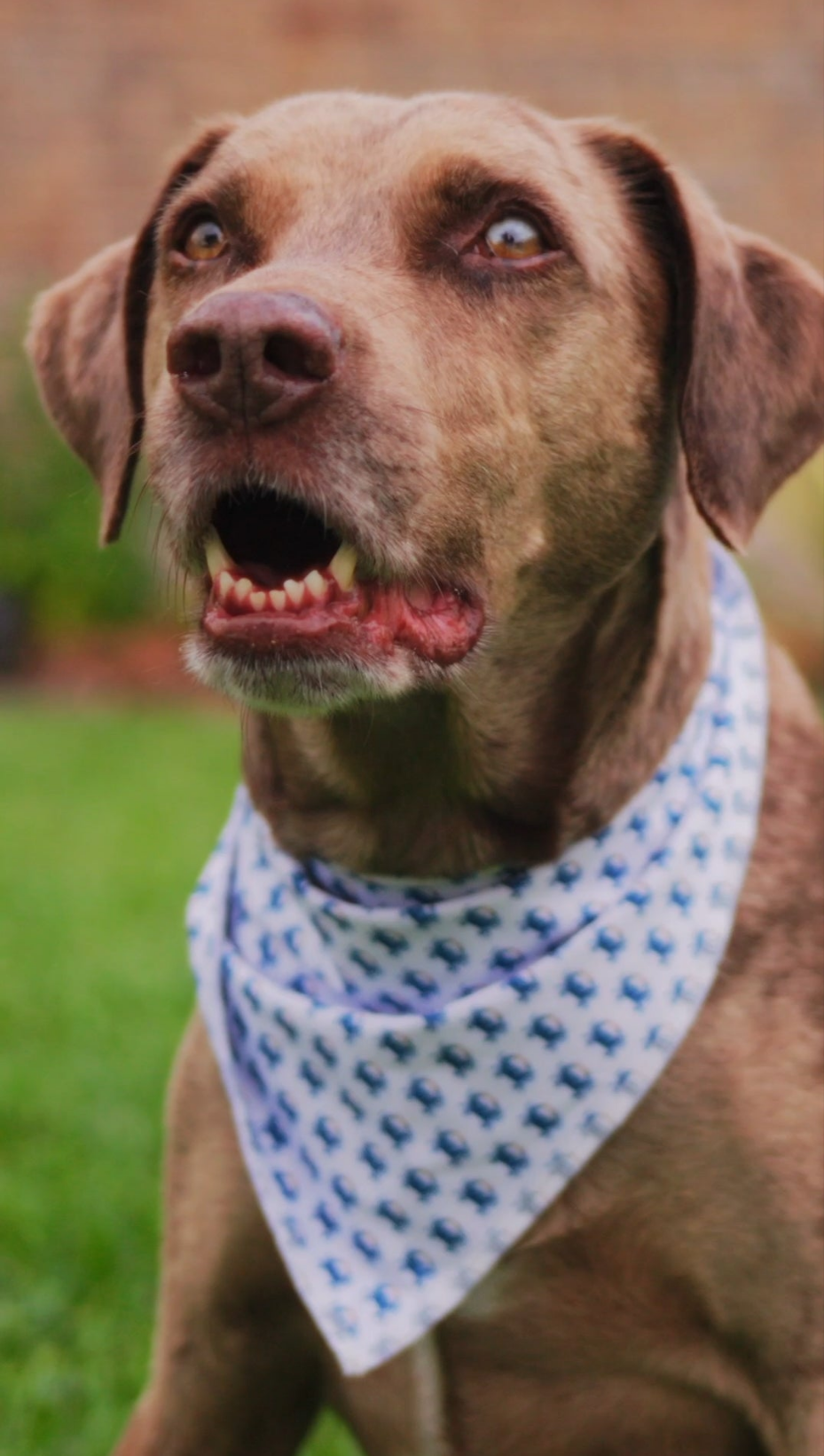 Dog Bandana